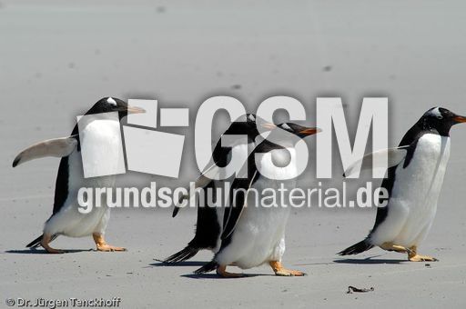 Eselspinguin (90 von 97).jpg